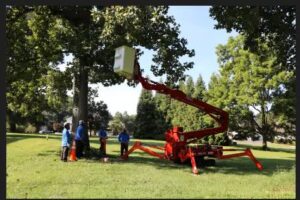 Men trimming trees for tree care service in Glenwood, MD