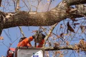 Workers performing emergency tree removal in Columbia, MD