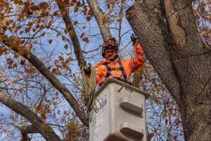 Man performing storm damage tree removal in Ellicott City, MD