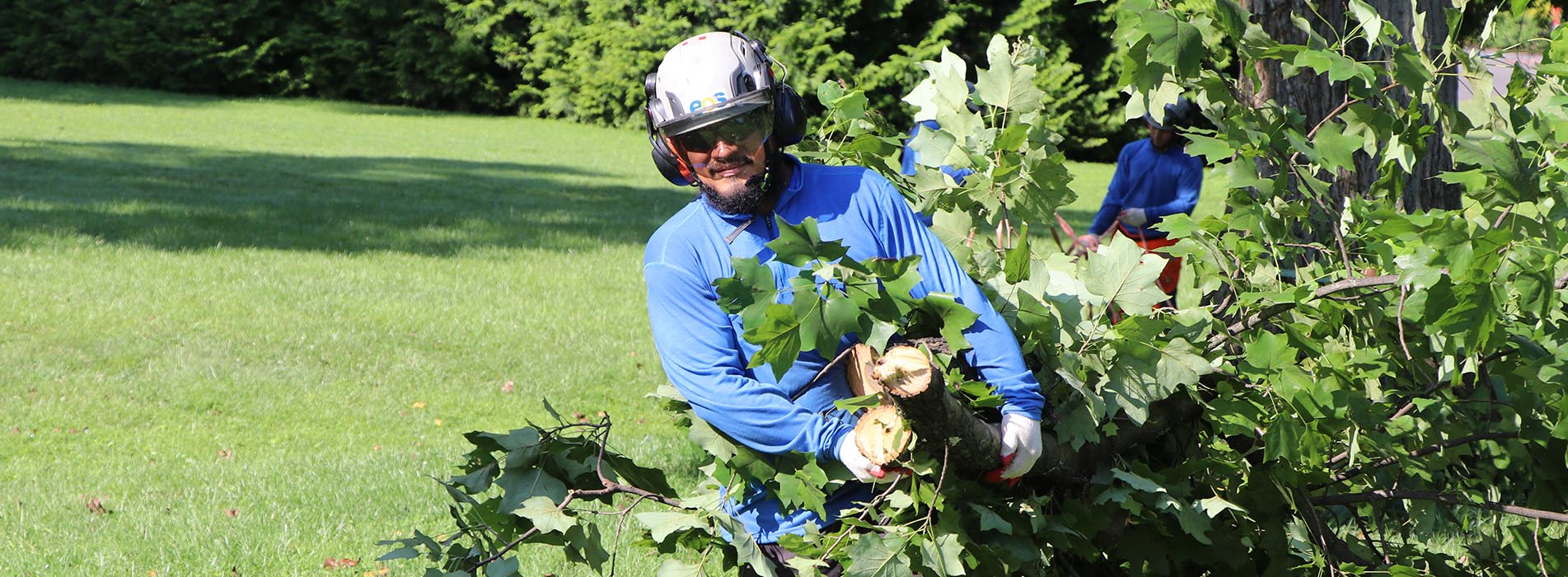tree trimming-worker removing branches