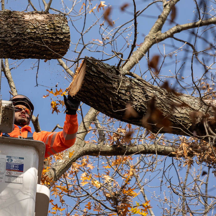 Certified Arborist Performing Tree Pruning and Cutting in Howard County, MD