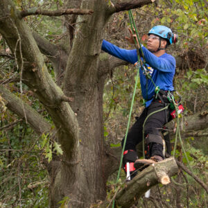 Tree Removal Technician on Montgomery County, Maryland Property