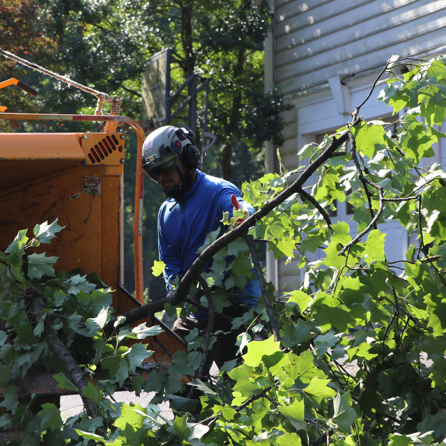 Technician Performing Tree Pruning and Tree Cutting in Montgomery, County, MD