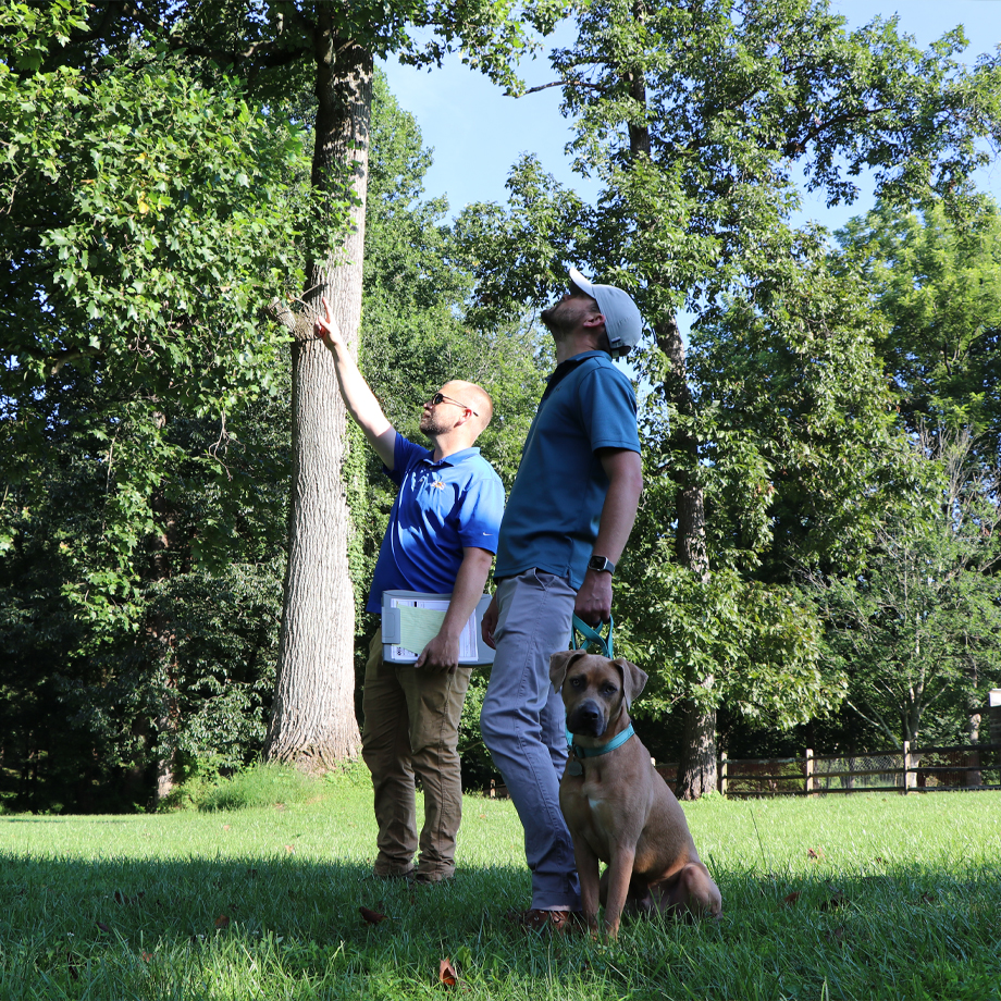 Affordable Tree Removal And Tree Trimming In Ellicott City, MD, Arborist Inspecting Tree