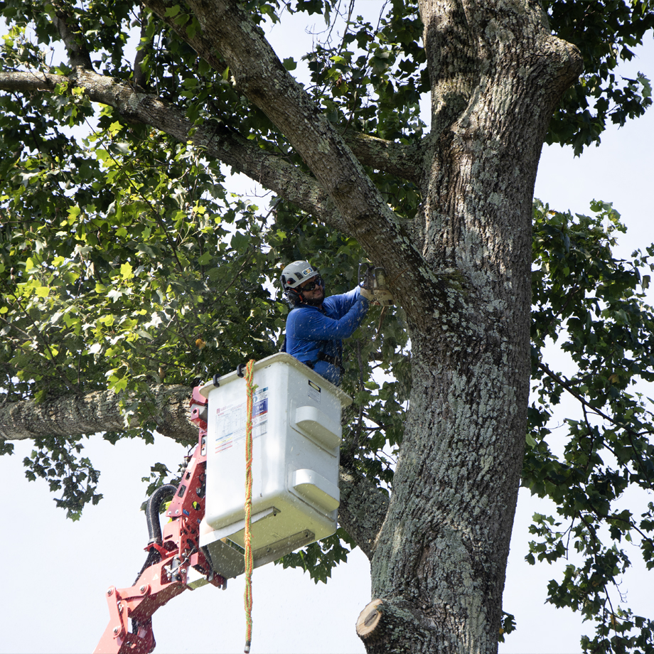 Tree Trimming And Tree Removal In Highland, MD, Arborist Working In Bucket Truck