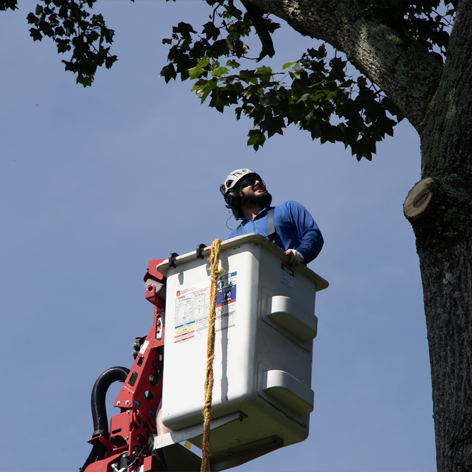 Affordable Tree Removal And Emergency Tree Removal In Ellicott City, MD, Arborist In Bucket Truck