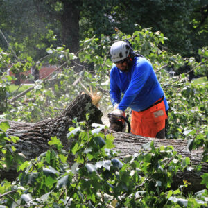 Emergency Tree Removal In Columbia, MD, Arborist Cutting Fallen Tree