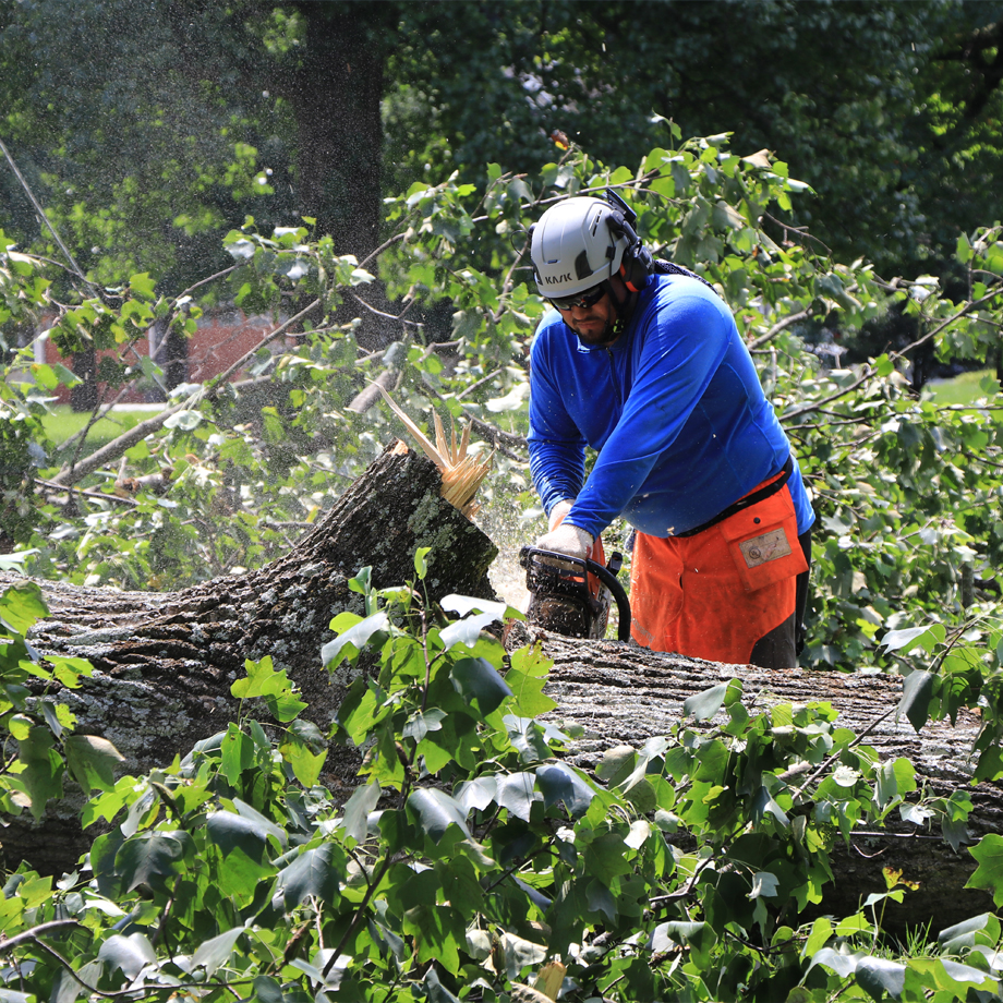 Emergency Tree Removal In Columbia, MD, Arborist Cutting Fallen Tree