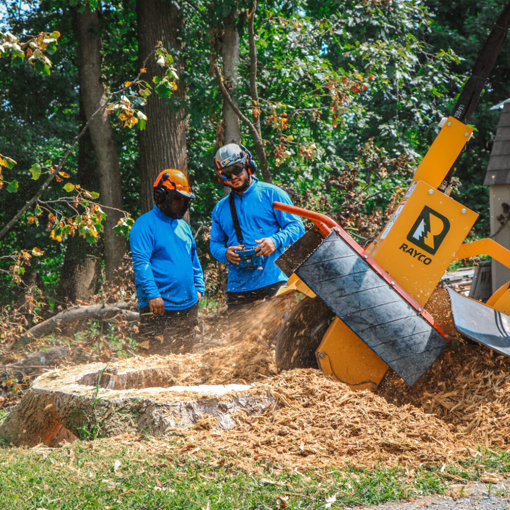 EOS Tree Services Crew Performing Stump Removal After Tree Removal in Montgomery County, MD