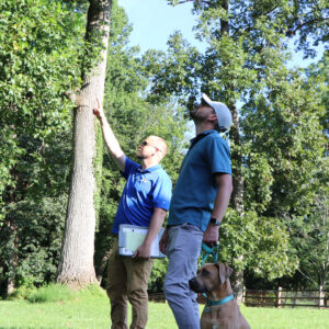 ISA-Certified Arborists Performing a Professional Tree Inspection on a Mature Tree in Columbia, MD
