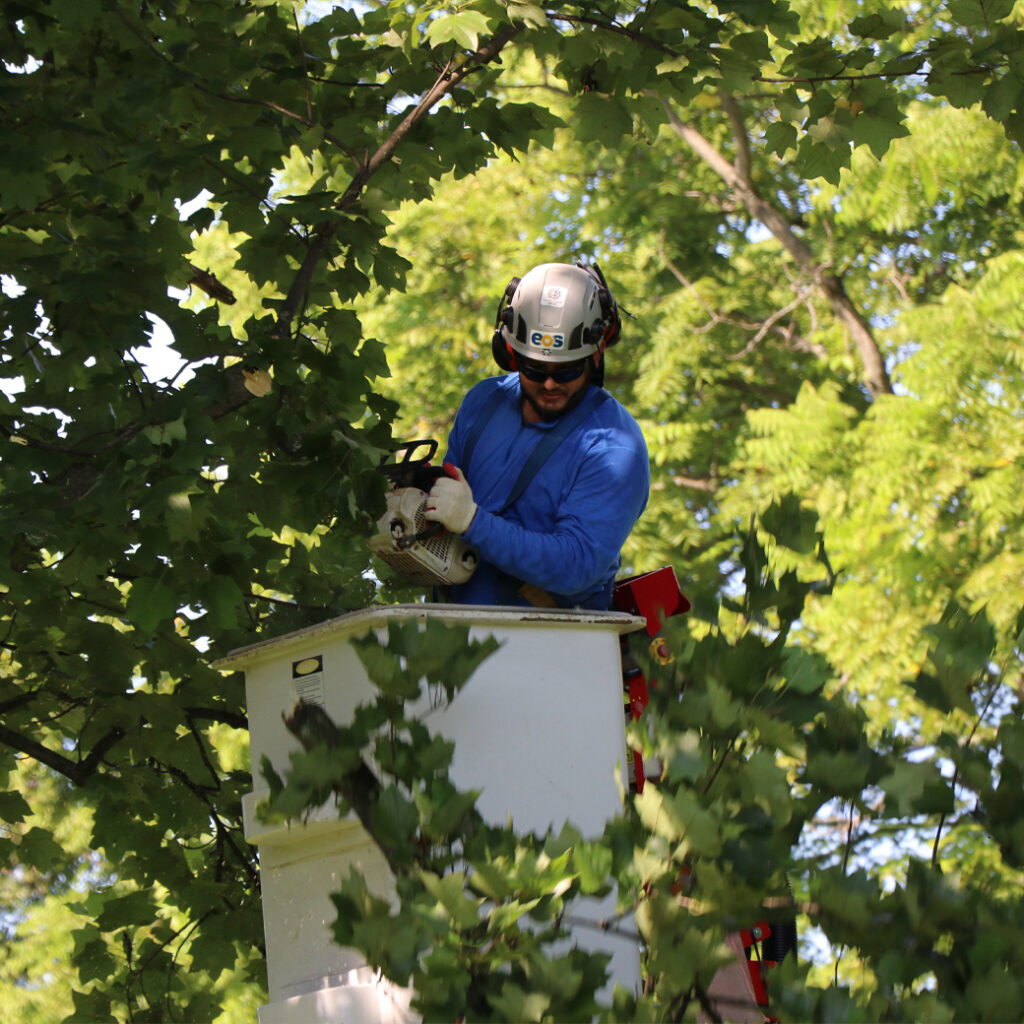 EOS Tree Services Arborist in an Aerial Lift Performing Professional Tree Trimming and Tree Pruning in Columbia, MD