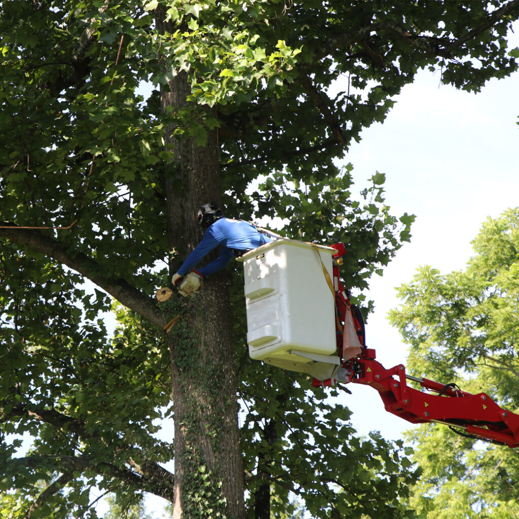 EOS Tree Services Arborist in an Aerial Lift Performing Expert Tree Trimming and Tree Pruning on a Large Mature Tree in Carroll County, MD
