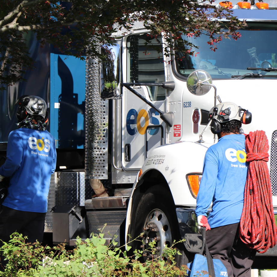 Large Tree Removal In Howard County, MD