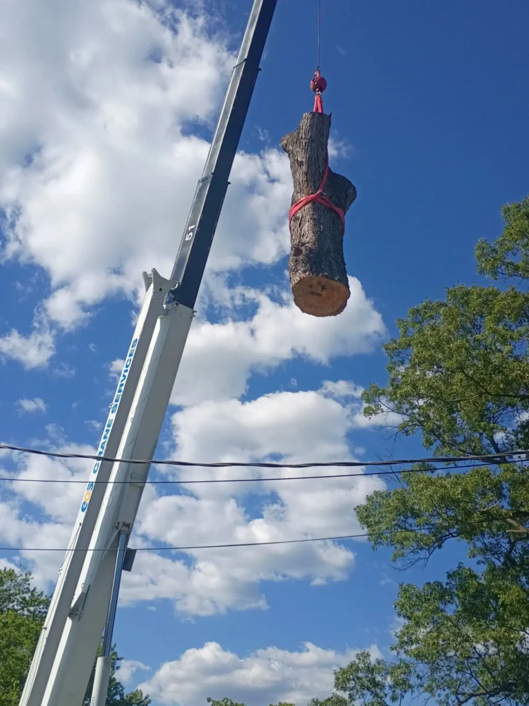 eos crane tree removal-6-12-26-JQKC6415