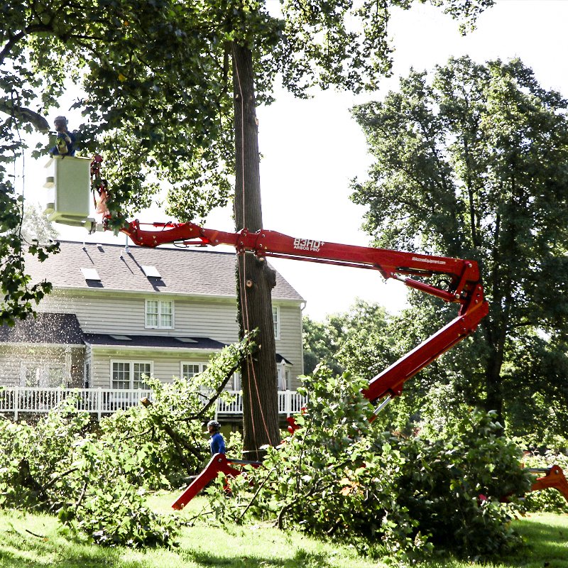 Tree Removal, Tree Trimming & Tree Pruning in Lisbon, MD, Elkridge, MD, and Savage, MD 