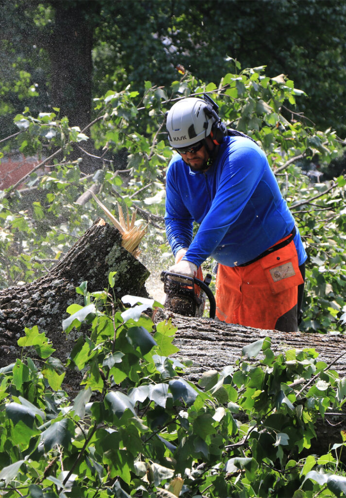eos Tree Services Arborist in Helmet and Chaps Cutting a Fallen Storm-Damaged Tree Trunk With a Chainsaw for Emergency Tree Removal in Frederick County, MD
